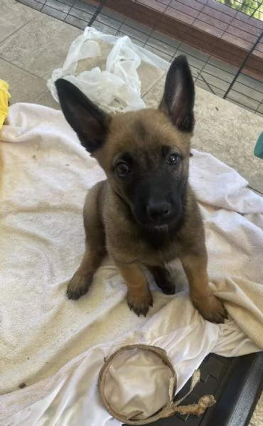 Vendo cuccioli di pastore belga malinois | Foto 1