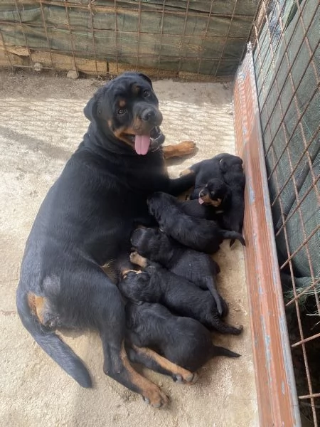 Cuccioli di Rotweiler 