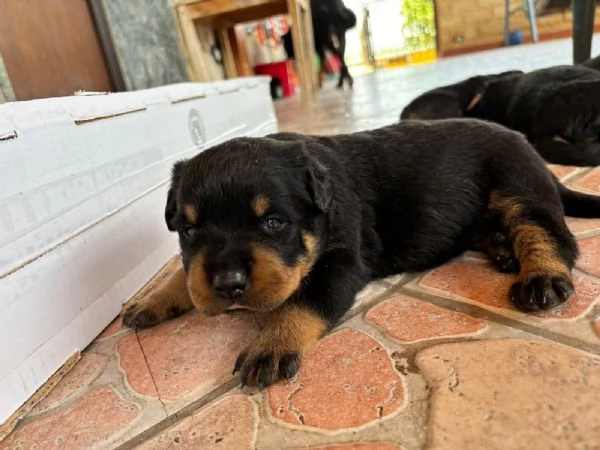 Cuccioli di Rotweiler  | Foto 5