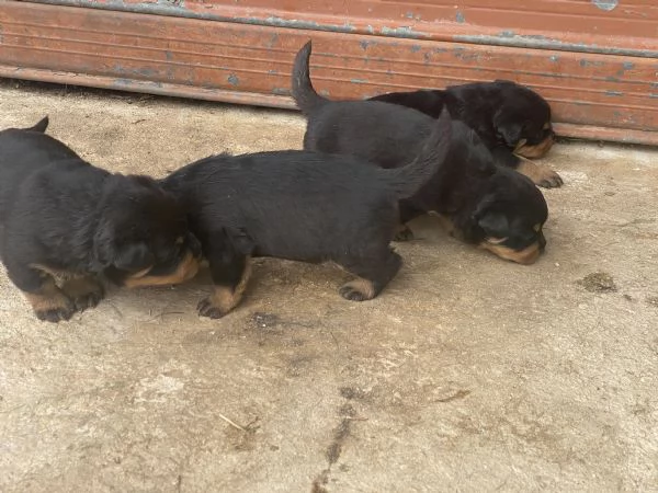 Cuccioli di Rotweiler  | Foto 4