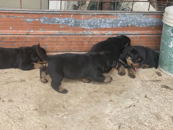 Cuccioli di Rotweiler  | Foto 3