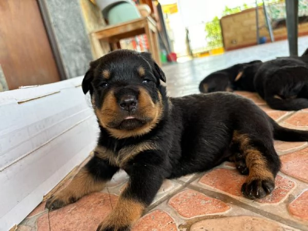 Cuccioli di Rotweiler  | Foto 1