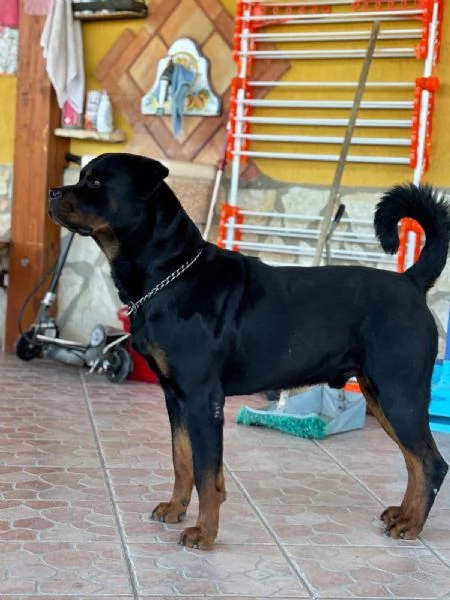 Cuccioli di Rotweiler  | Foto 0