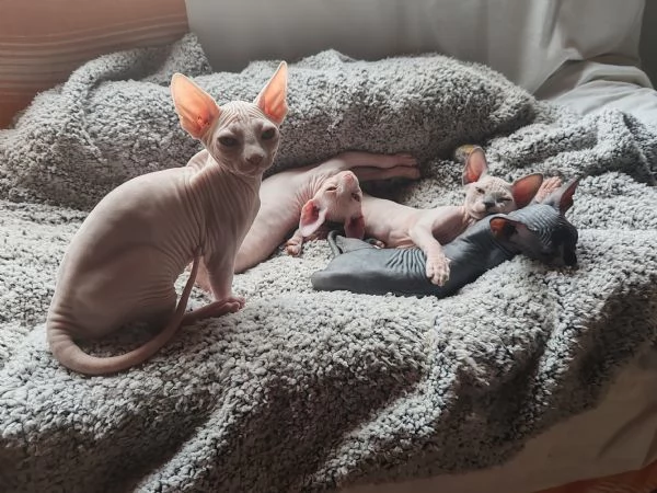 Cuccioli Canadian Sphynx 