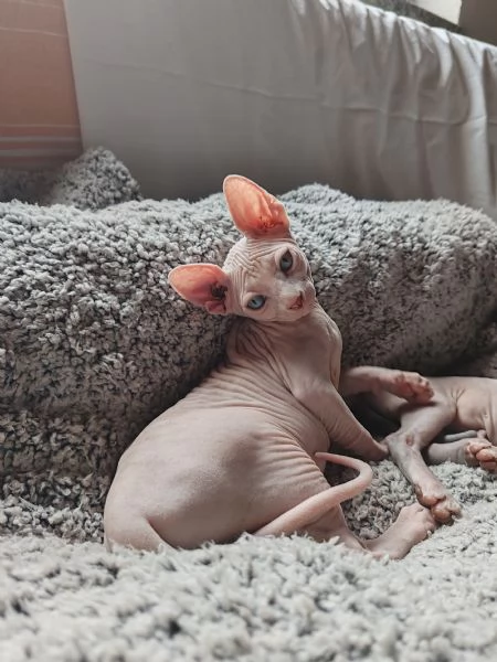 Cuccioli Canadian Sphynx  | Foto 3