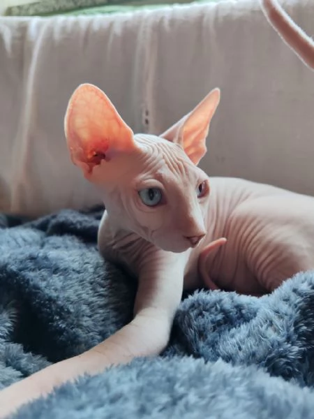 Cucciolo canadian Sphynx | Foto 5