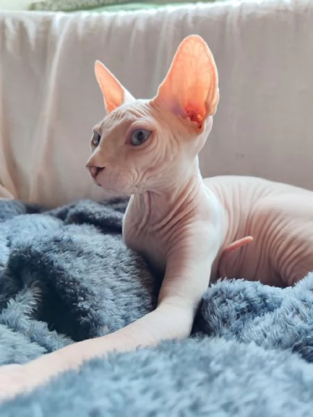 Cucciolo canadian Sphynx | Foto 3