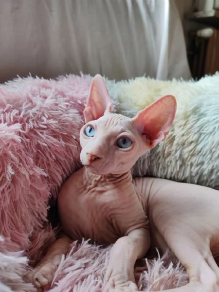 Cucciolo canadian Sphynx | Foto 2