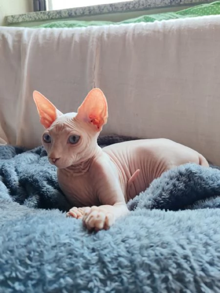 Cucciolo canadian Sphynx | Foto 1