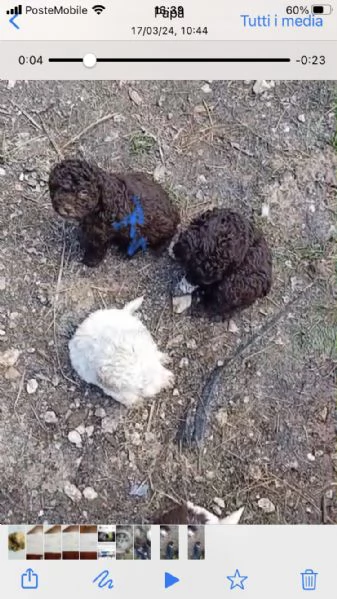 Vendo lagotto  | Foto 0