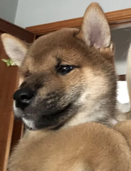 Vendo cuccioli di shiba inu