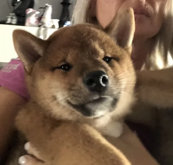 Vendo cuccioli di shiba inu | Foto 1