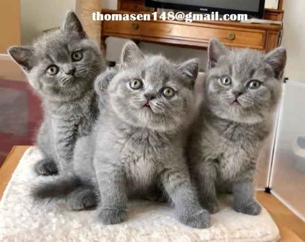 Gatto British Shorthair con pedigree