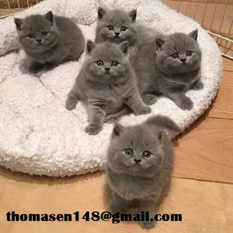 British shorthair pagamento rateizzabile