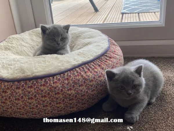  Cuccioli british shorthair