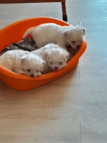 Cuccioli maltese 