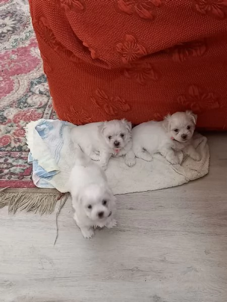 Cuccioli maltese  | Foto 0