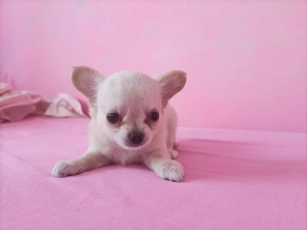 Chihuahua 