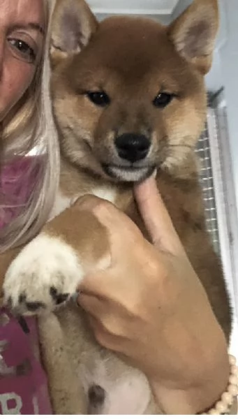 Vendo cuccioli shiba inu | Foto 0