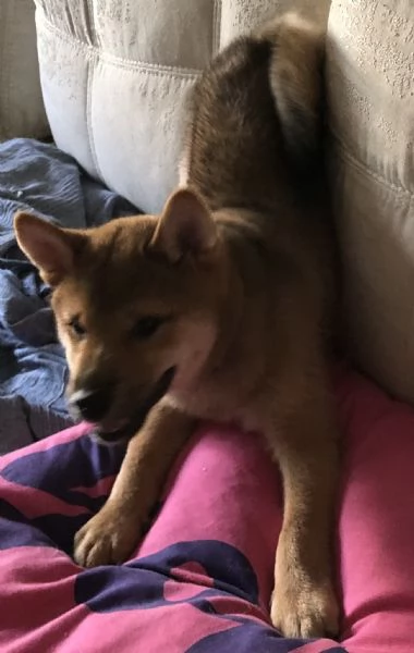 Vendesi cuccioli shiba inu | Foto 1