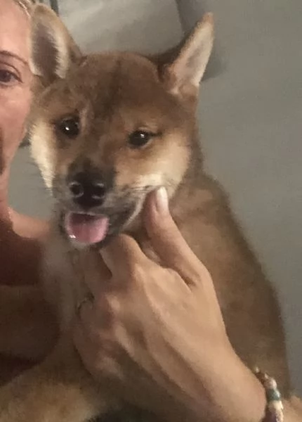 Vendesi cuccioli shiba inu | Foto 0