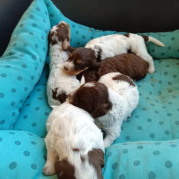 Cuccioli d Lagotto romagnolo 