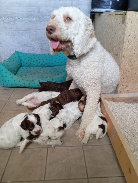 Cuccioli d Lagotto romagnolo  | Foto 4