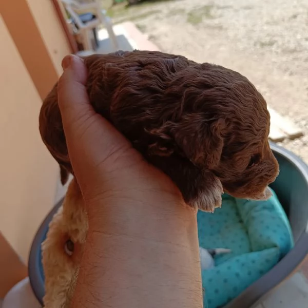 Cuccioli d Lagotto romagnolo  | Foto 3