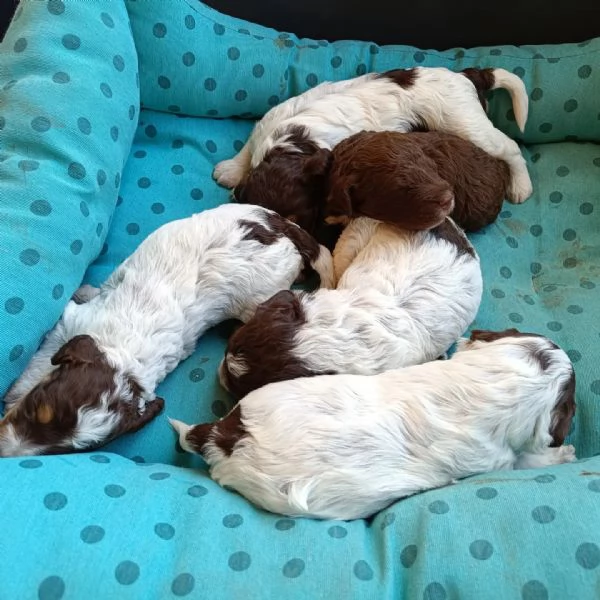 Cuccioli d Lagotto romagnolo  | Foto 2