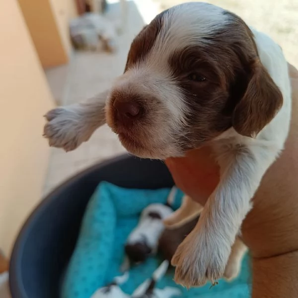 Cuccioli d Lagotto romagnolo  | Foto 1