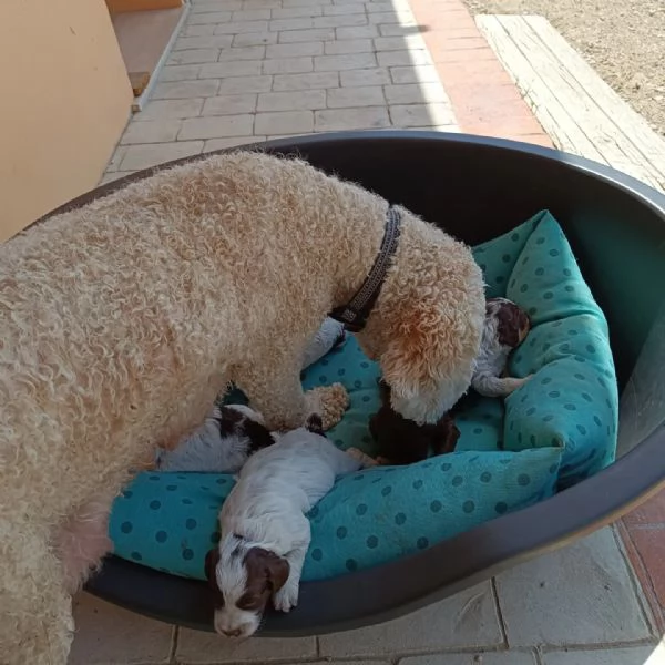 Cuccioli d Lagotto romagnolo  | Foto 0