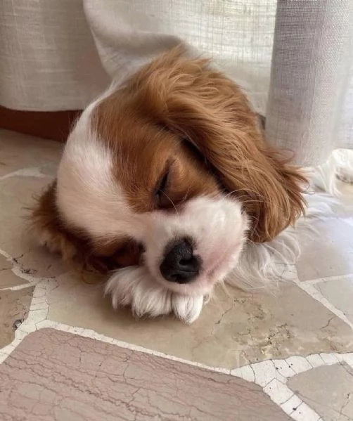 Cuccioli di Cavalier King Charlse in attesa di reinserimento