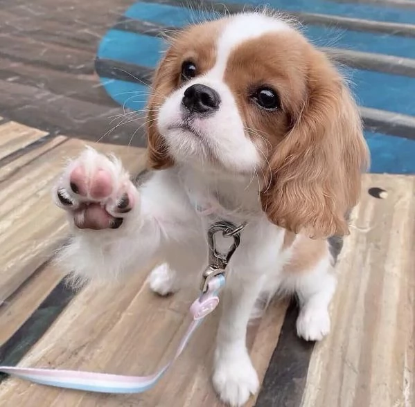 Cuccioli di Cavalier King Charlse in attesa di reinserimento | Foto 0