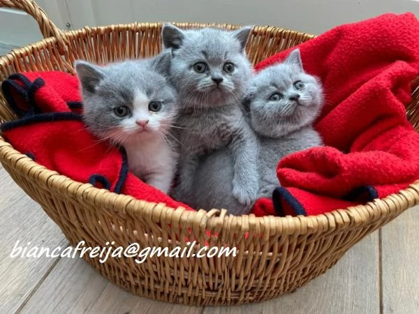 tazze giovani gattini British Shorthair