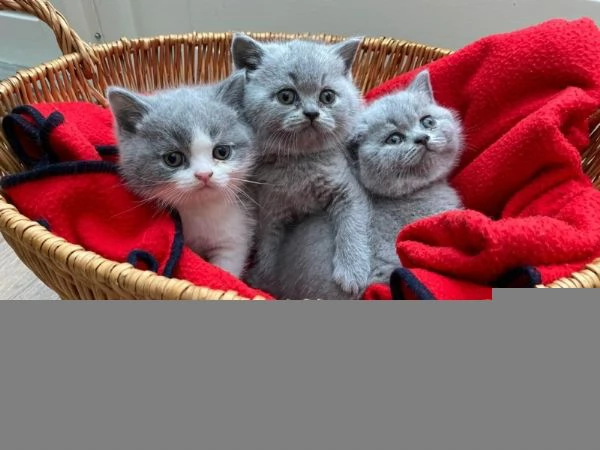 tazze giovani gattini British Shorthair | Foto 0