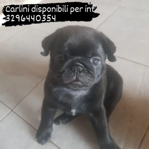 Vendo carlino nati il 29 aprile  | Foto 6