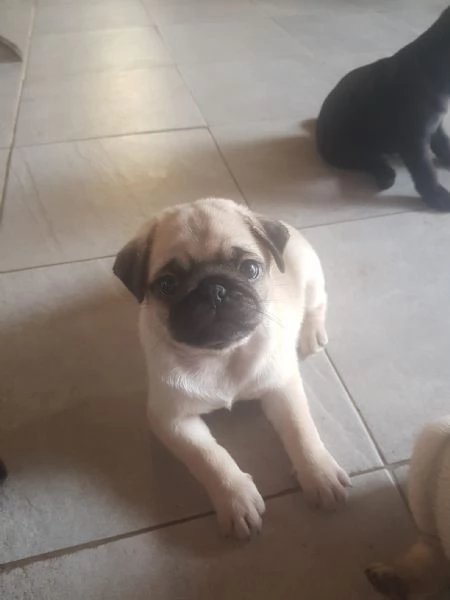 Vendo bellissimi cuccioli di carlino 