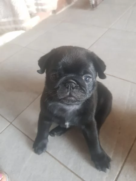 Vendo bellissimi cuccioli di carlino  | Foto 6