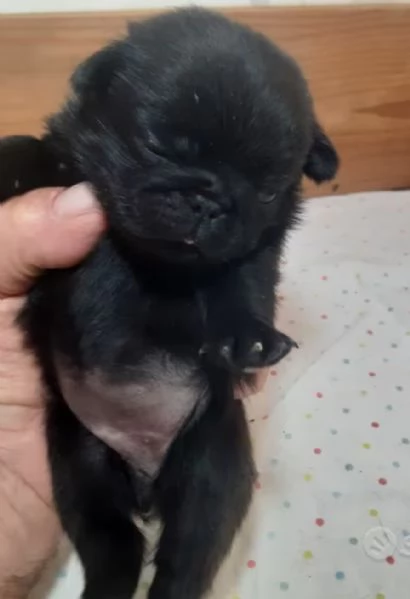 Vendo bellissimi cuccioli di carlino  | Foto 0