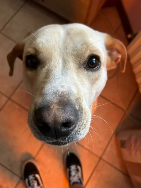 Cane taglia mediogrande in regalo