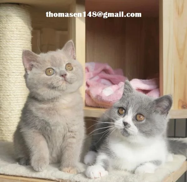 Cuccioli di British Shorthair