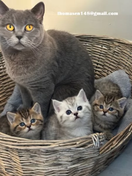 disponibili  di British Shorthair