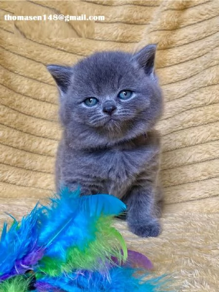 British shorthair Blu