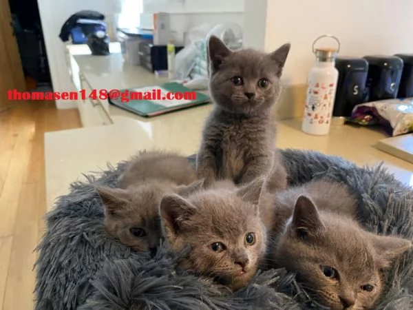 Cuccioli di british shorthair