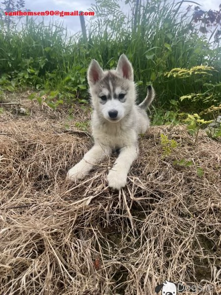 Cuccioli di siberian husky