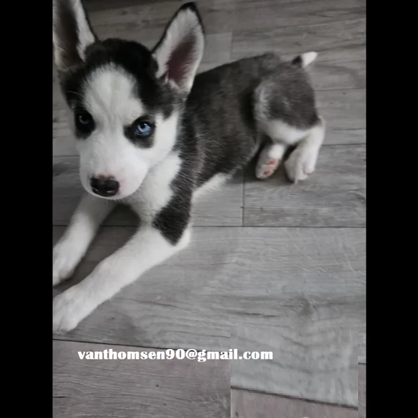 Husky Siberian