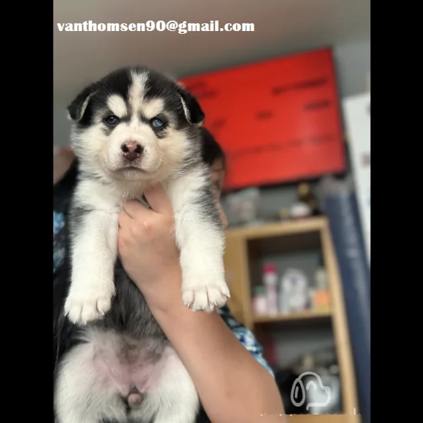 Disponibile cuccioli di Husky Siberian