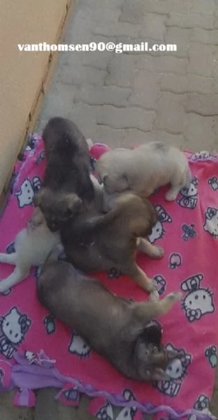 Husky Siberian di 90 giorni