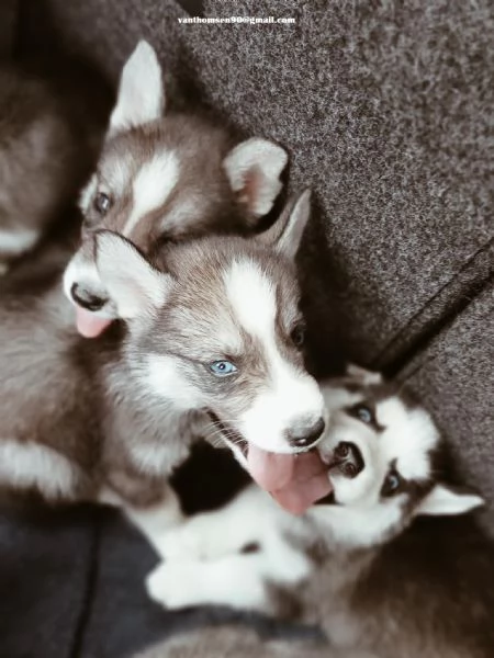 Cucciolo Husky Siberian Pedigree Cuccioli