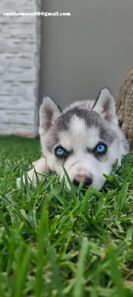 Husky Siberian  con pedigree